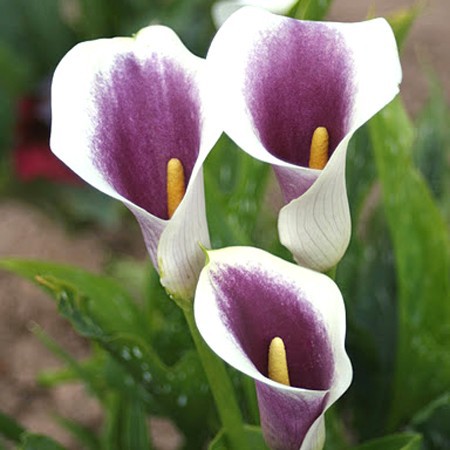 Arum Picasso - Splendides ivoires au coeur violet pleines de fraicheur. On pourra les utiliser pour les bouquets
